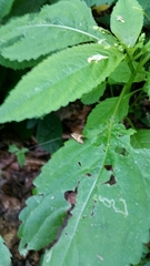 Nemophora degeerella