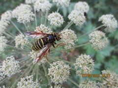 Spilomyia diophthalma