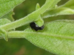 Scirtes hemisphaericus