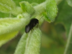 Scirtes hemisphaericus