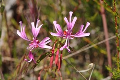 Clarkia concinna
