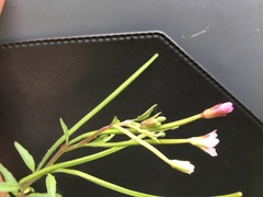 Epilobium lanceolatum