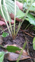 Valeriana officinalis sambucifolia