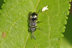 Nysson trimaculatus