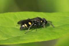 Nysson trimaculatus