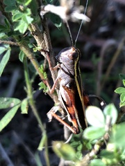 Macrocara conglobata