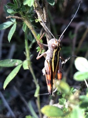 Macrocara conglobata