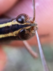 Macrocara conglobata