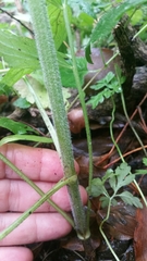 Valeriana officinalis sambucifolia