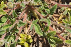Phacelia heterophylla