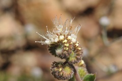 Phacelia heterophylla