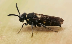 Nysson trimaculatus