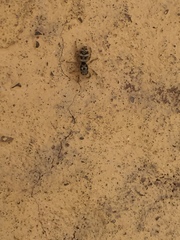 Araneae