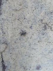 Araneae