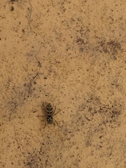 Araneae
