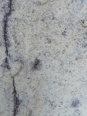 Araneae