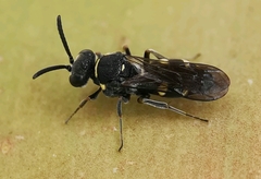 Nysson trimaculatus