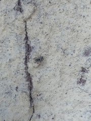Araneae
