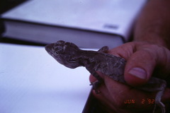 Chelosania brunnea
