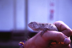 Chelosania brunnea