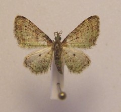 Pasiphila plinthina