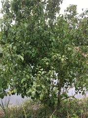 Pyrus communis pyraster
