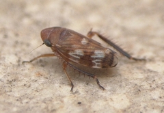 Anoscopus