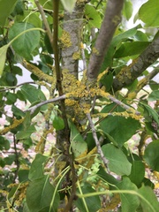 Pyrus communis pyraster