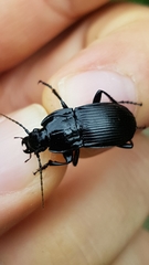 Abax parallelepipedus
