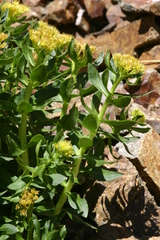 Rhodiola stephanii