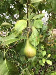 Pyrus communis pyraster