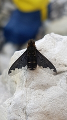 Hemipenthes velutina