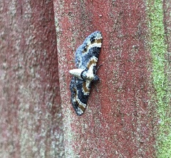Eupithecia pulchellata