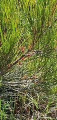 Allocasuarina thalassoscopica
