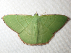 Ornithospila succincta