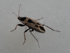 Xanthochilus