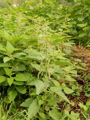 Urtica dioica