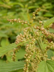 Urtica dioica