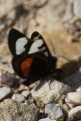 Psychomorpha epimenis