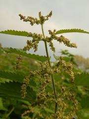 Urtica dioica