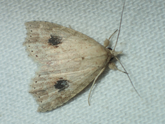 Olulis puncticinctalis