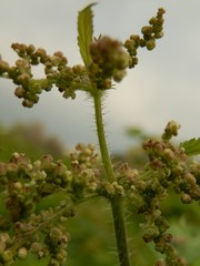 Urtica dioica