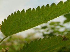 Urtica dioica