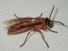 Provespa barthelemyi