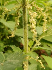 Urtica dioica