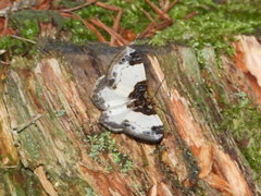 Mesoleuca albicillata