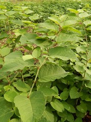 Reynoutria × bohemica
