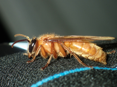 Provespa barthelemyi