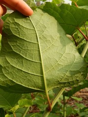Reynoutria × bohemica