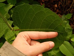 Reynoutria × bohemica